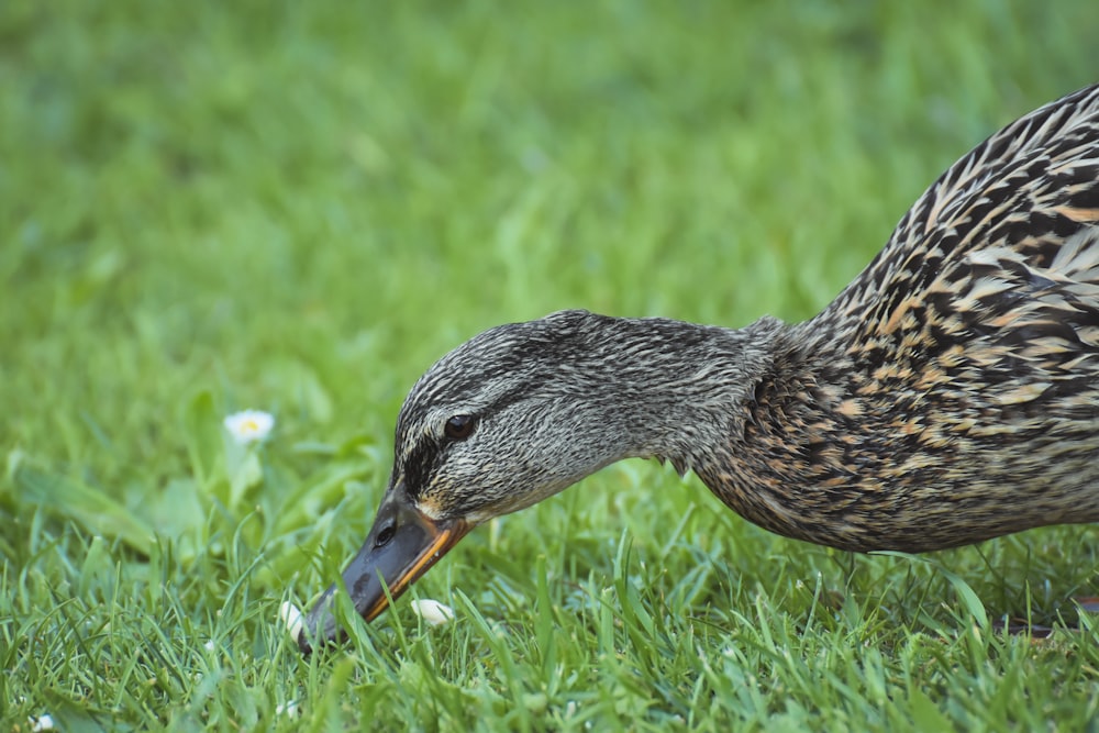 black and brown duck on green grass during daytime