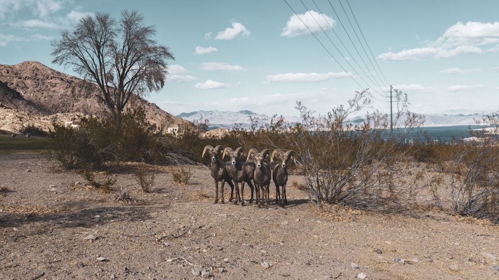 grupo de caballos en el campo marrón bajo el cielo azul durante el día