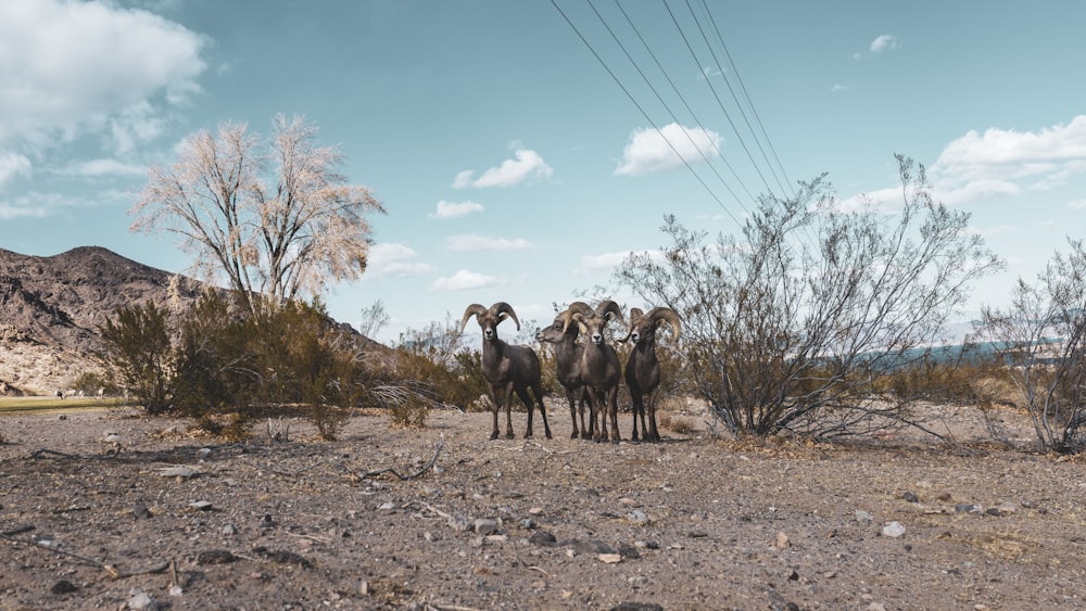 group of goats on brown field under blue sky during daytime