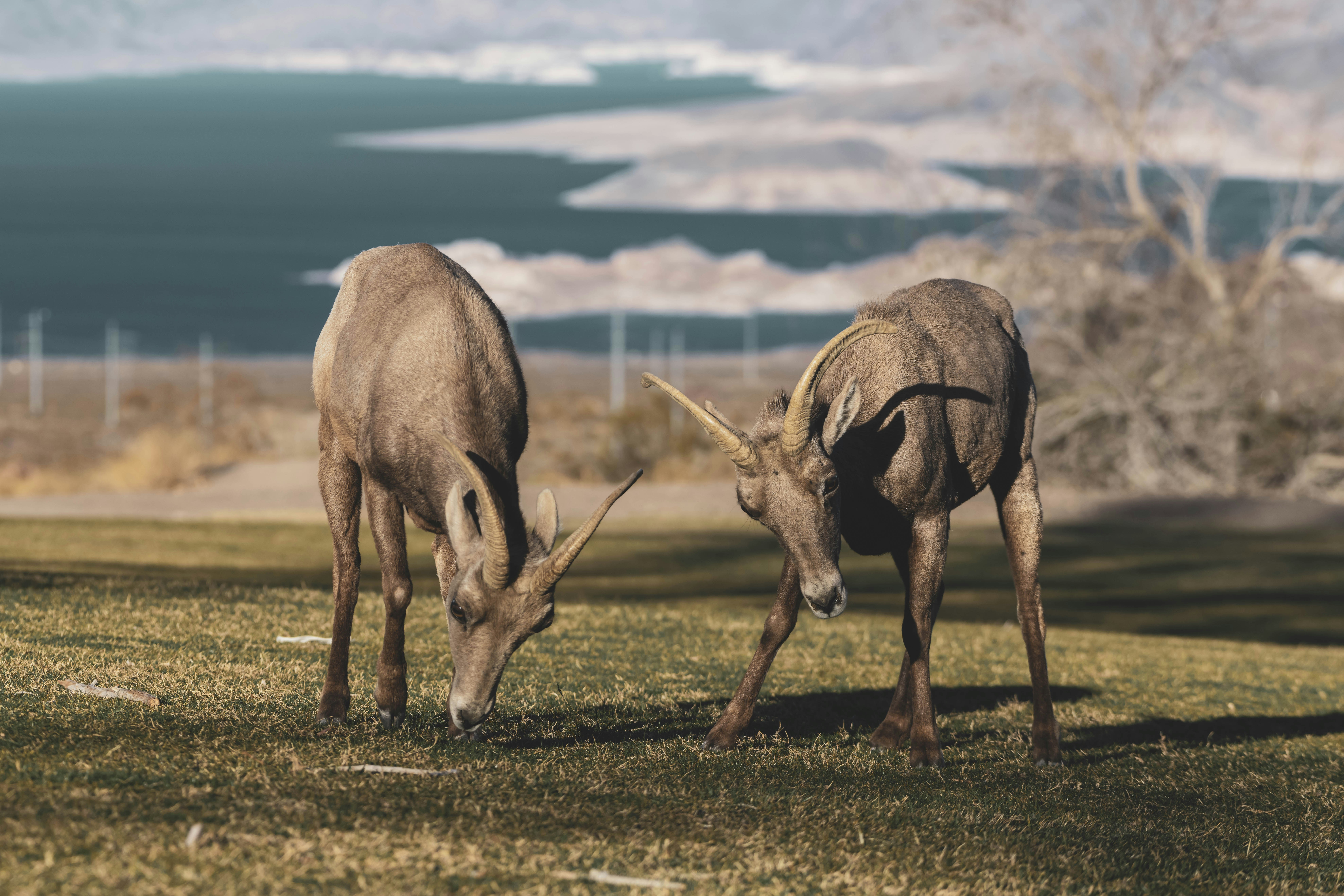 Two young desert bighorn sheep eating and having fun in the park, Nevada