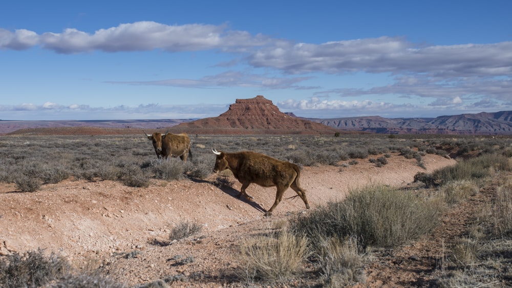 brown cow on brown field under blue sky during daytime