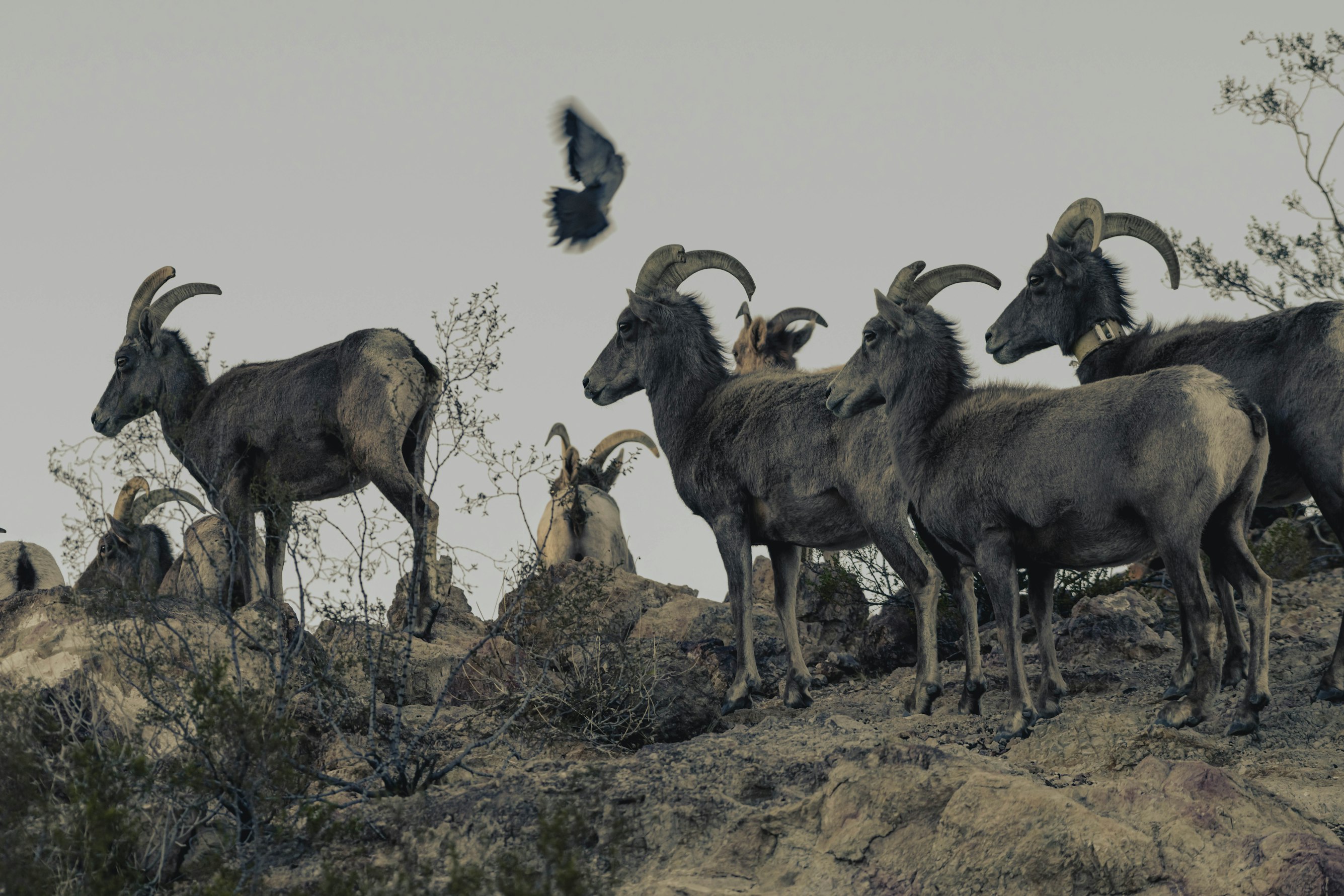 The Epic Battle for Female of the Rocky Mountains Bighorn Sheep