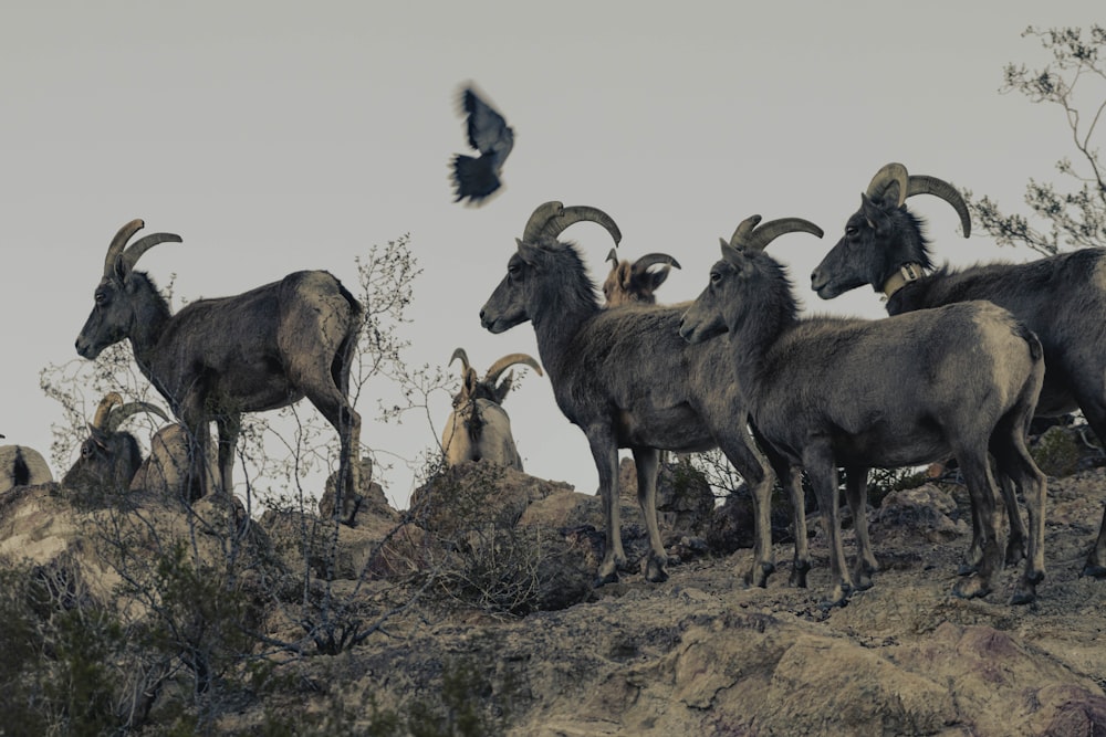 herd of goats on brown grass field during daytime