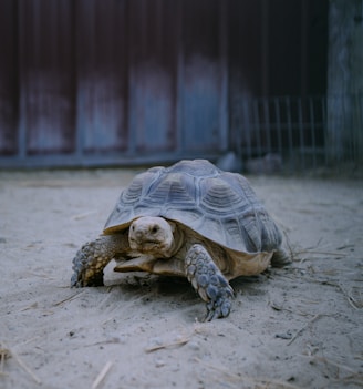 brown turtle on gray concrete floor