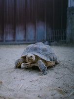 brown turtle on gray concrete floor