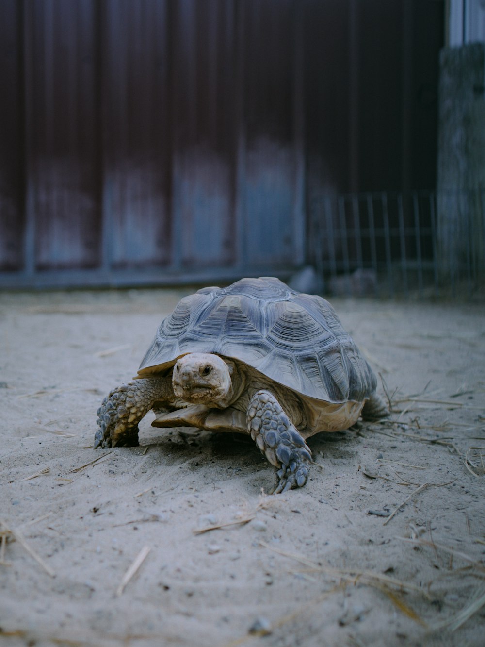 tortuga marrón sobre suelo de hormigón gris
