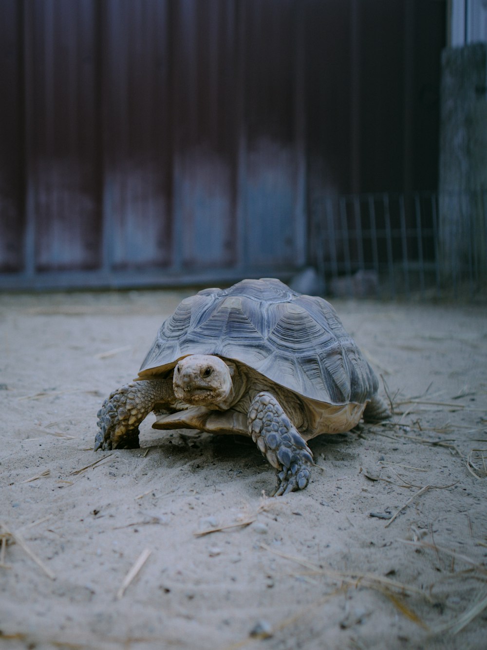 brown turtle on gray concrete floor