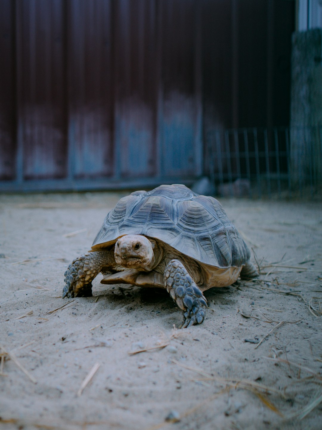 brown turtle on gray concrete floor