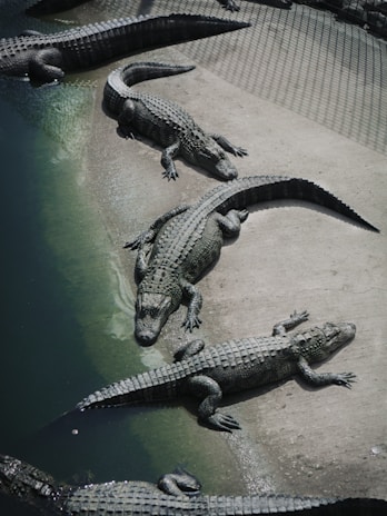 Several crocodiles rest near the edge of a water body. Their scaly, textured skin is visible as they lie on a concrete surface, partially submerged. The setting appears to be within a controlled environment, likely a zoo or a sanctuary, with netting in the background casting shadows on the ground.