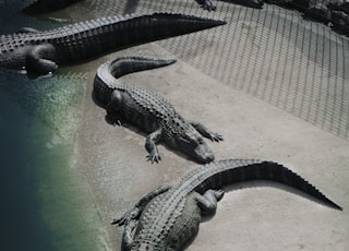 black crocodile on green water