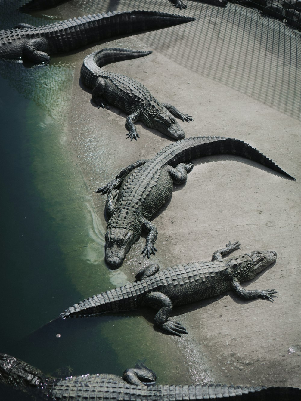 Schwarzes Krokodil auf grünem Wasser