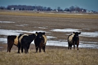 Four black and white Belted Galloway cattle stand in a snowy field. They appear to be gazing towards the camera, surrounded by patches of melting snow. The open and flat farmland extends to the horizon, with some trees and small buildings visible in the distance under a clear blue sky.