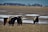 Four black and white Belted Galloway cattle stand in a snowy field. They appear to be gazing towards the camera, surrounded by patches of melting snow. The open and flat farmland extends to the horizon, with some trees and small buildings visible in the distance under a clear blue sky.