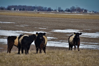 Four black and white Belted Galloway cattle stand in a snowy field. They appear to be gazing towards the camera, surrounded by patches of melting snow. The open and flat farmland extends to the horizon, with some trees and small buildings visible in the distance under a clear blue sky.