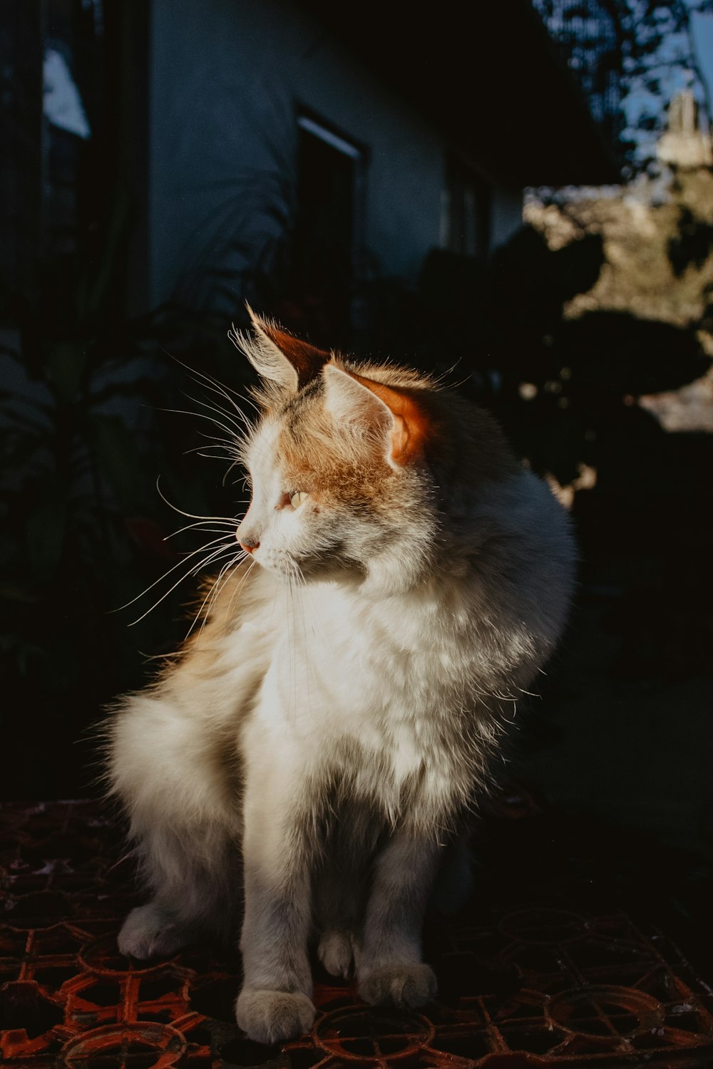 Weiße und orange Katze auf schwarzem Felsen