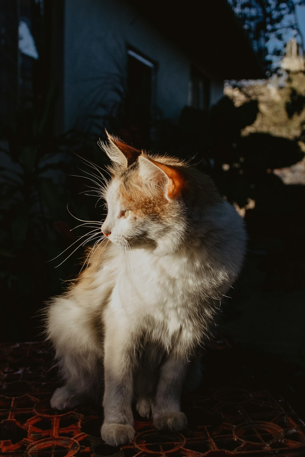 黒岩の上の白とオレンジの猫