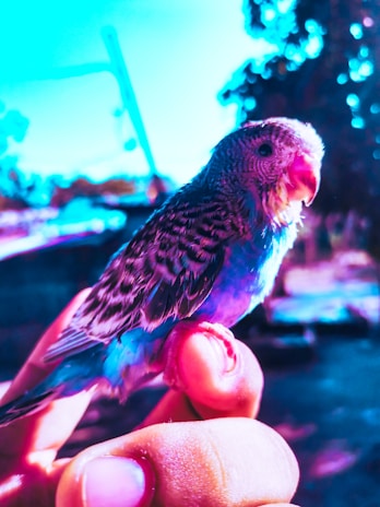 A colorful budgie perched on a finger, showing off its vibrant feathers.