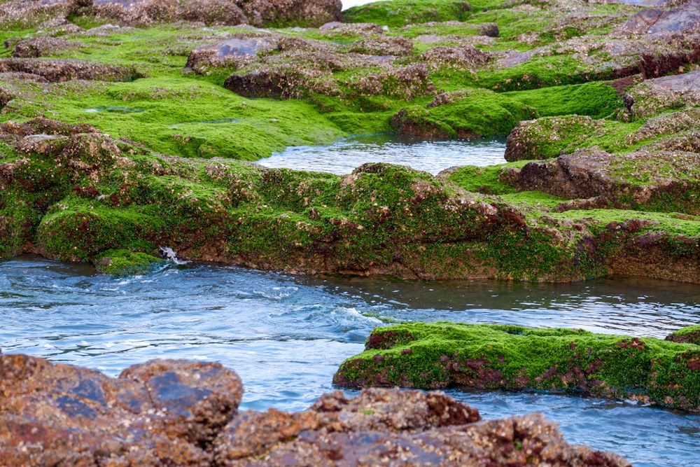 green grass on rocky shore during daytime