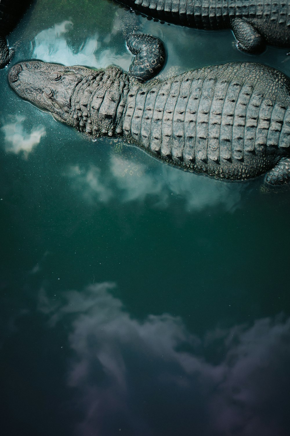 crocodile noir sur plan d’eau