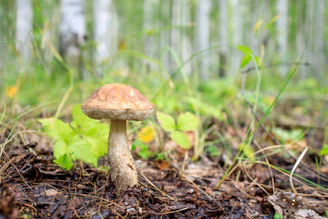 brown mushroom in the middle of the forest