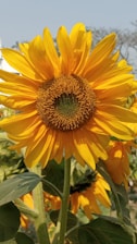 A vibrant and large sunflower is prominently displayed with bright yellow petals radiating outwards and a textured brown center. Green leaves and another sunflower can be seen partially in the background, all set against a clear blue sky.