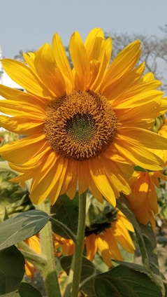 A vibrant and large sunflower is prominently displayed with bright yellow petals radiating outwards and a textured brown center. Green leaves and another sunflower can be seen partially in the background, all set against a clear blue sky.