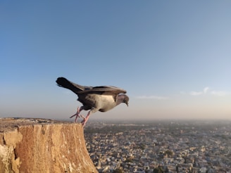A pigeon dressed like a tiny businessman with a briefcase, looking seriously at a city skyline background.