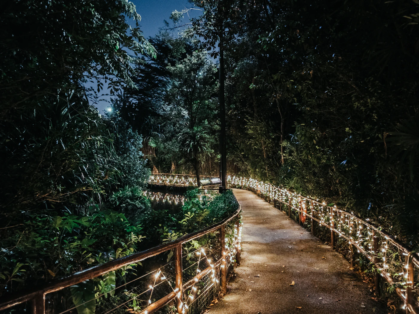 Wooden walkway through a forest at night