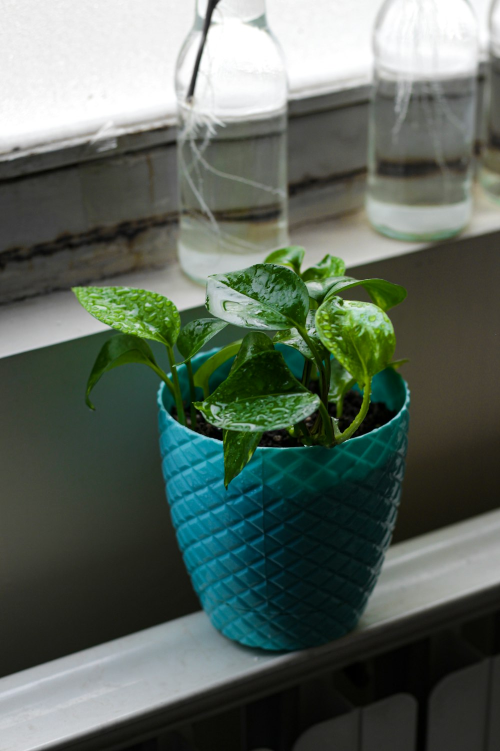 green plant in blue ceramic pot