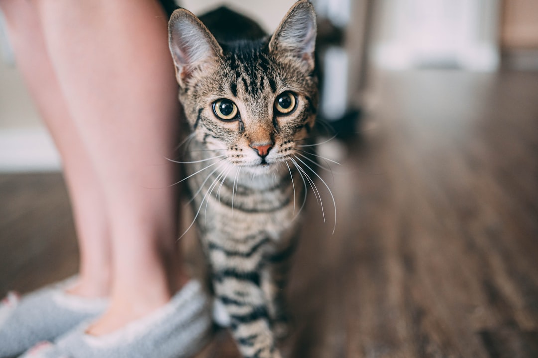 brown tabby cat on white textile