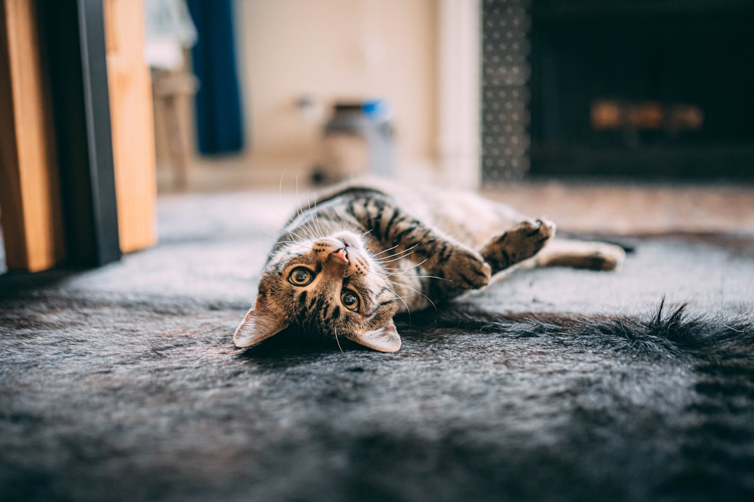 brown tabby cat lying on gray textile