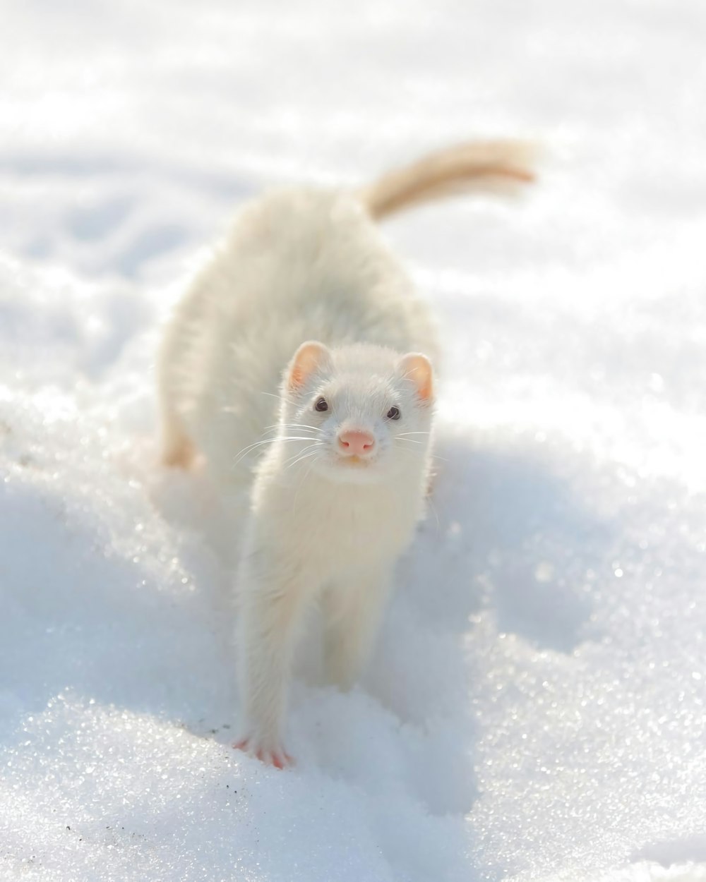 white cat on snow covered ground during daytime