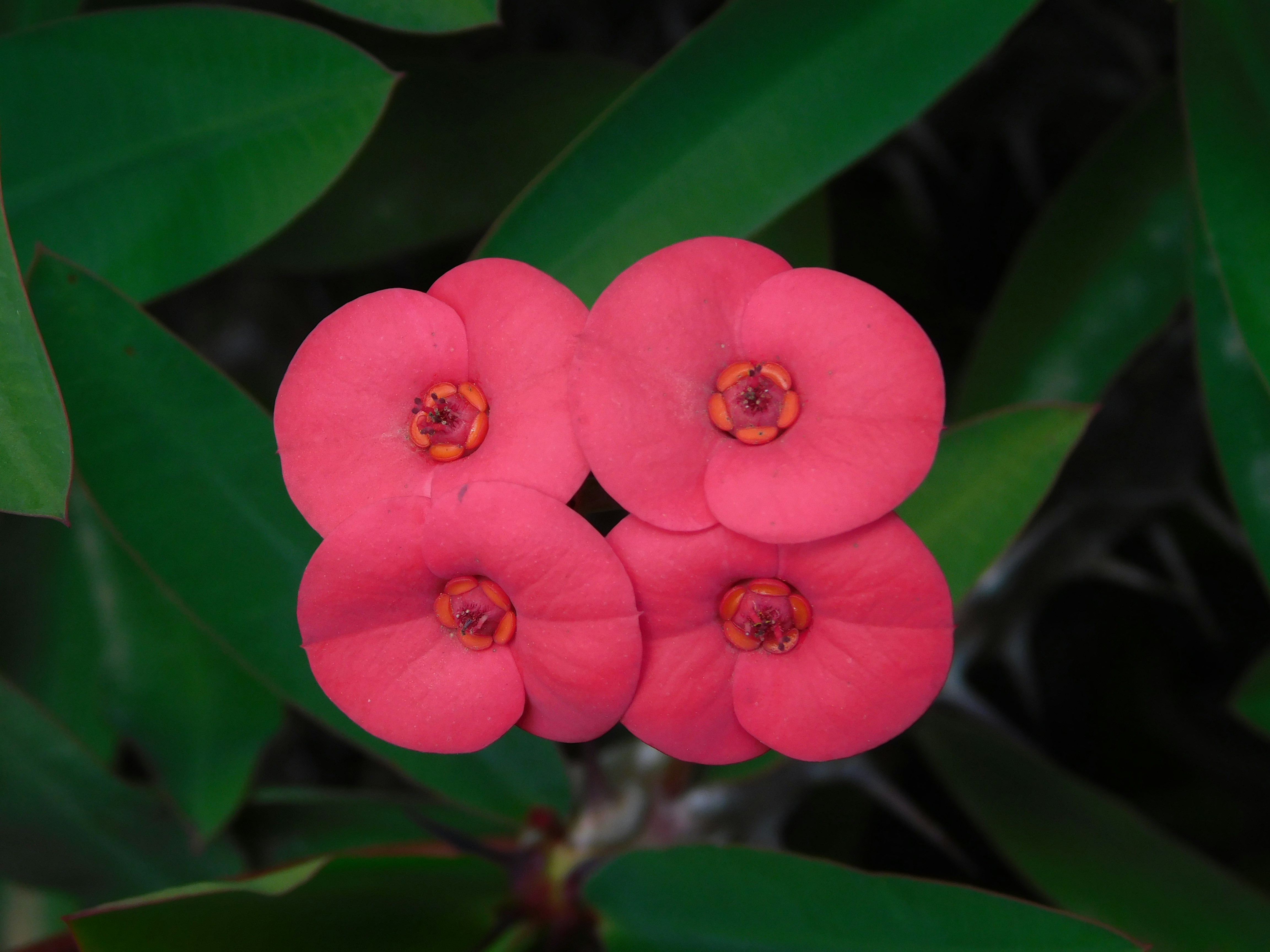 Lantana White (Shrub Verbena)