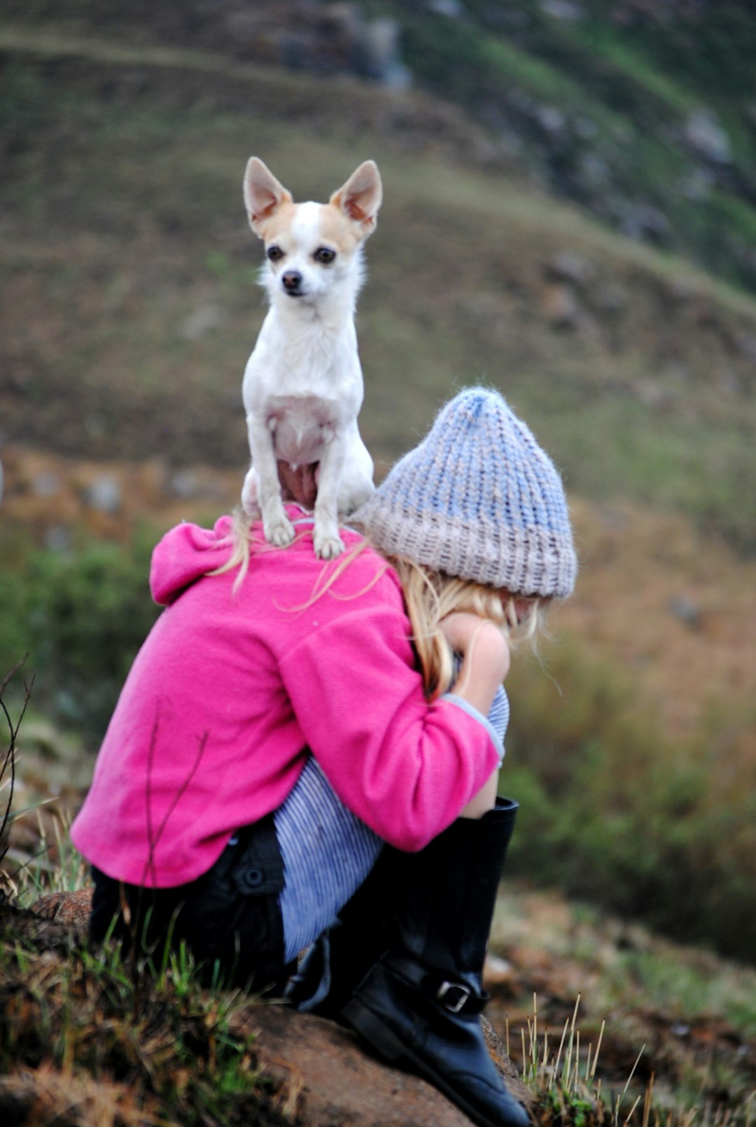 woman in pink jacket holding white chihuahua