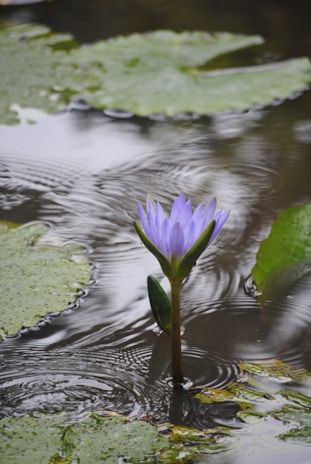 A single lotus flower blooming in still water, representing resilience and growth.
