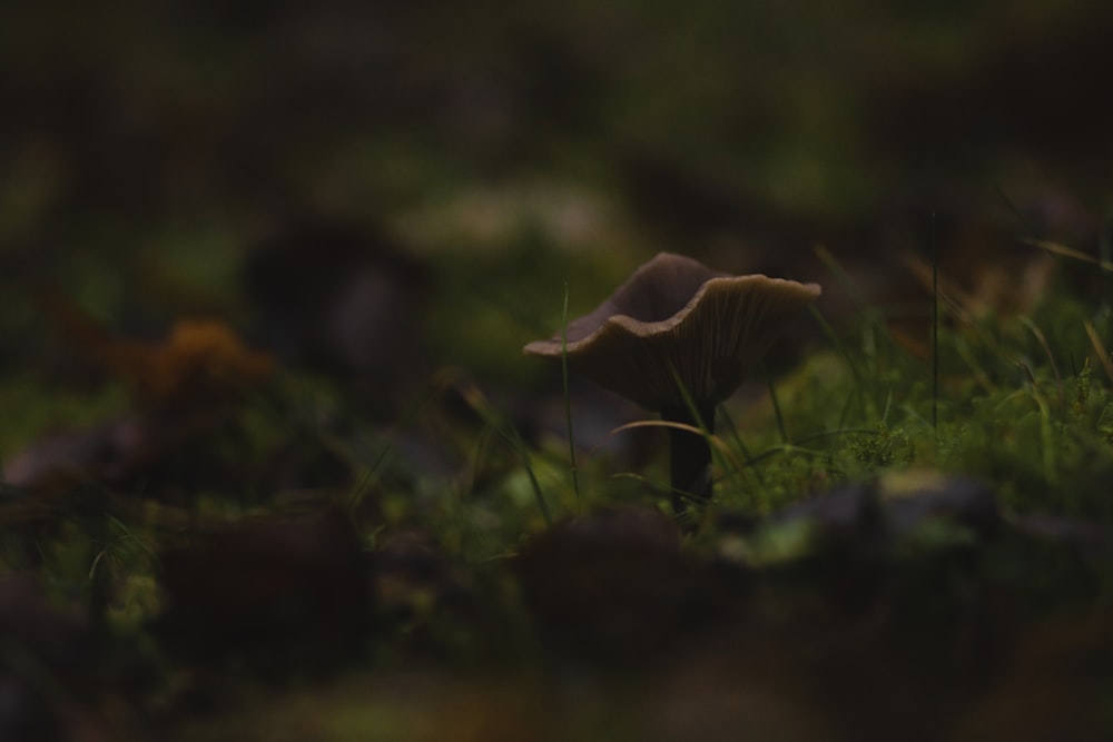 brown mushroom on green grass