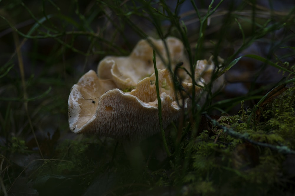 brown mushroom on green grass