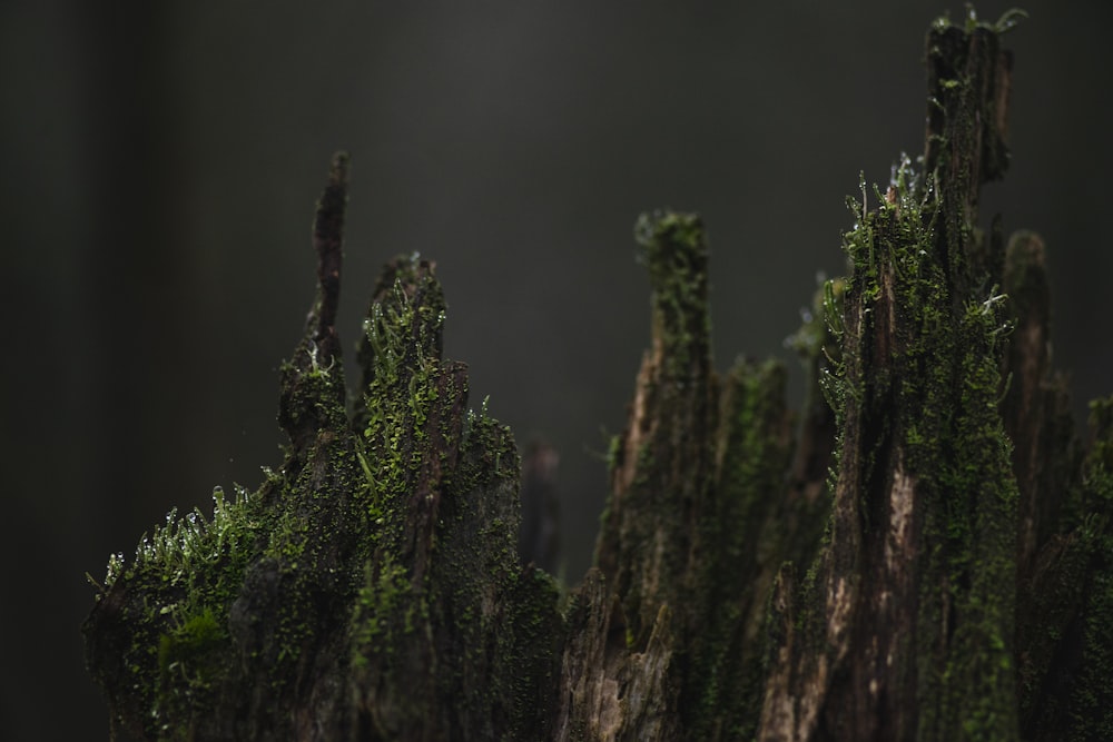 mousse verte sur tronc d’arbre brun