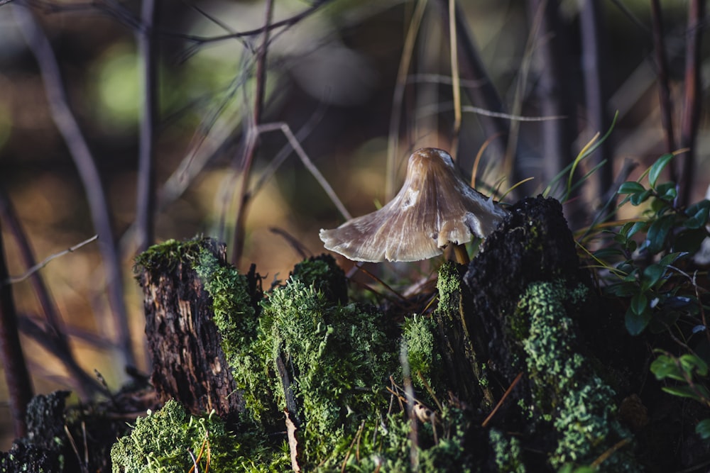 brown mushroom on green moss