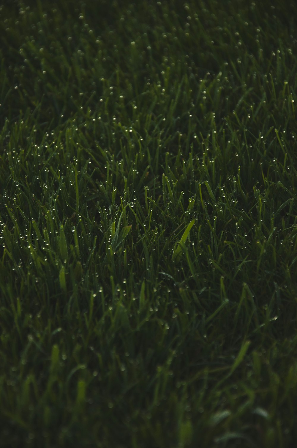 green grass field during daytime