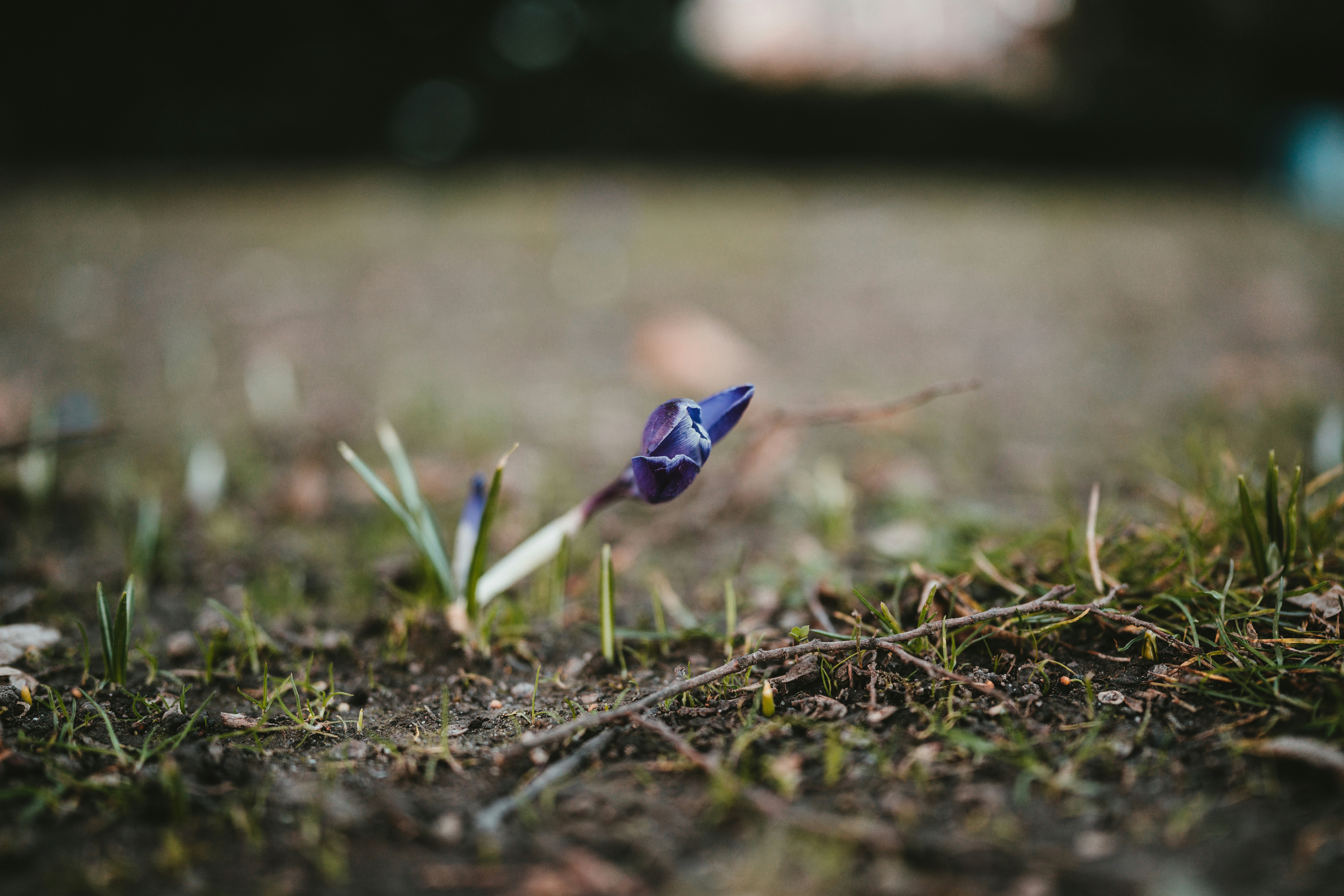 Photo by purzlbaum