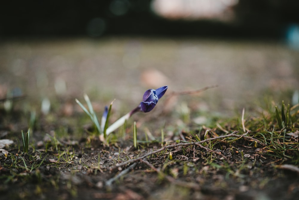 blue flower on brown soil