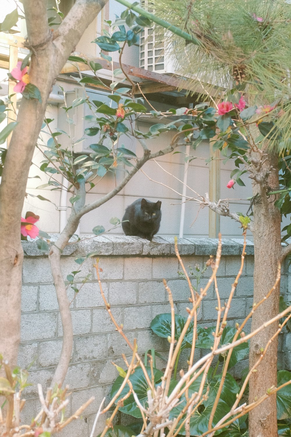 black cat on brown tree branch