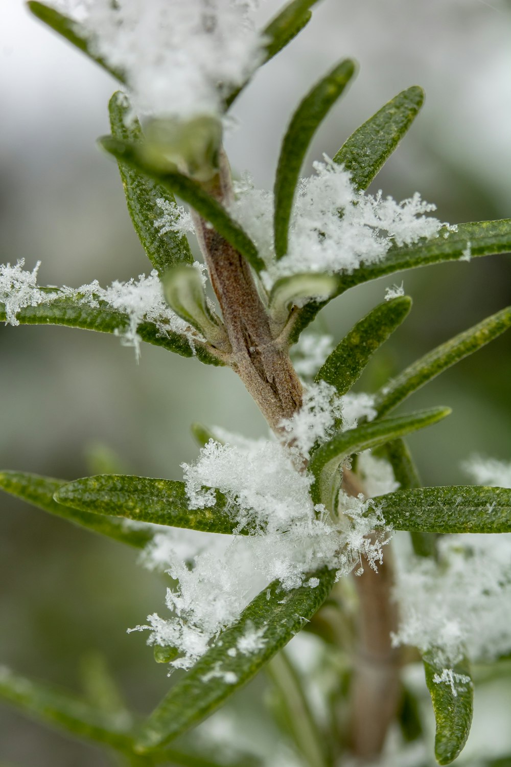 brown and green plant stem