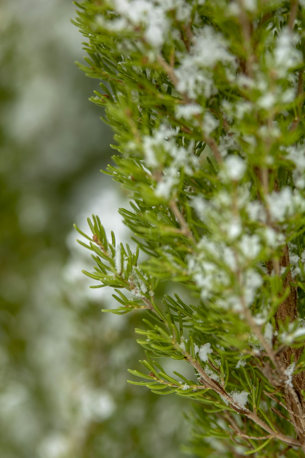 white and green plant in close up photography