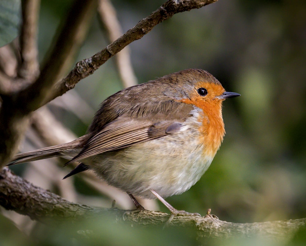 orange and white bird on tree branch