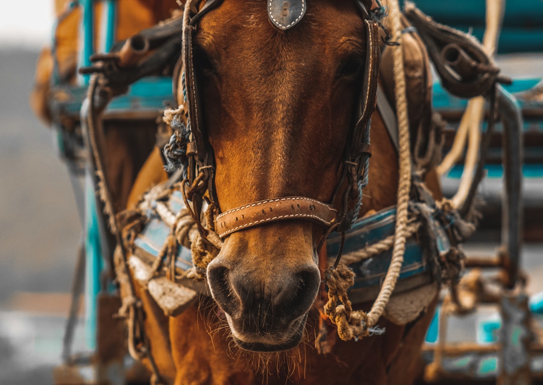 brown horse with brown leather strap