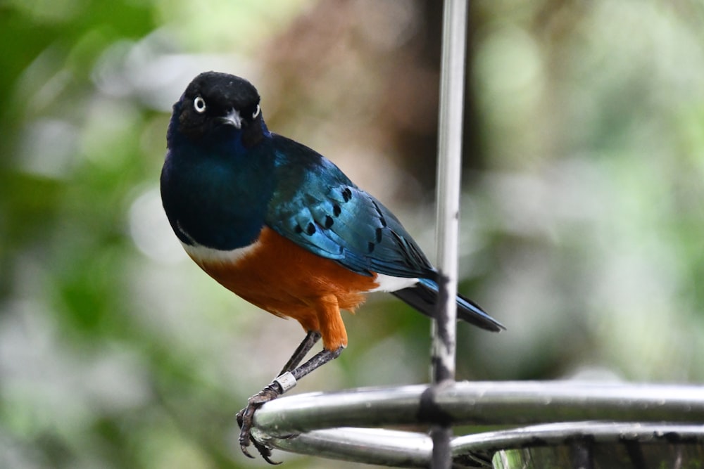 black and brown bird on white metal bar during daytime