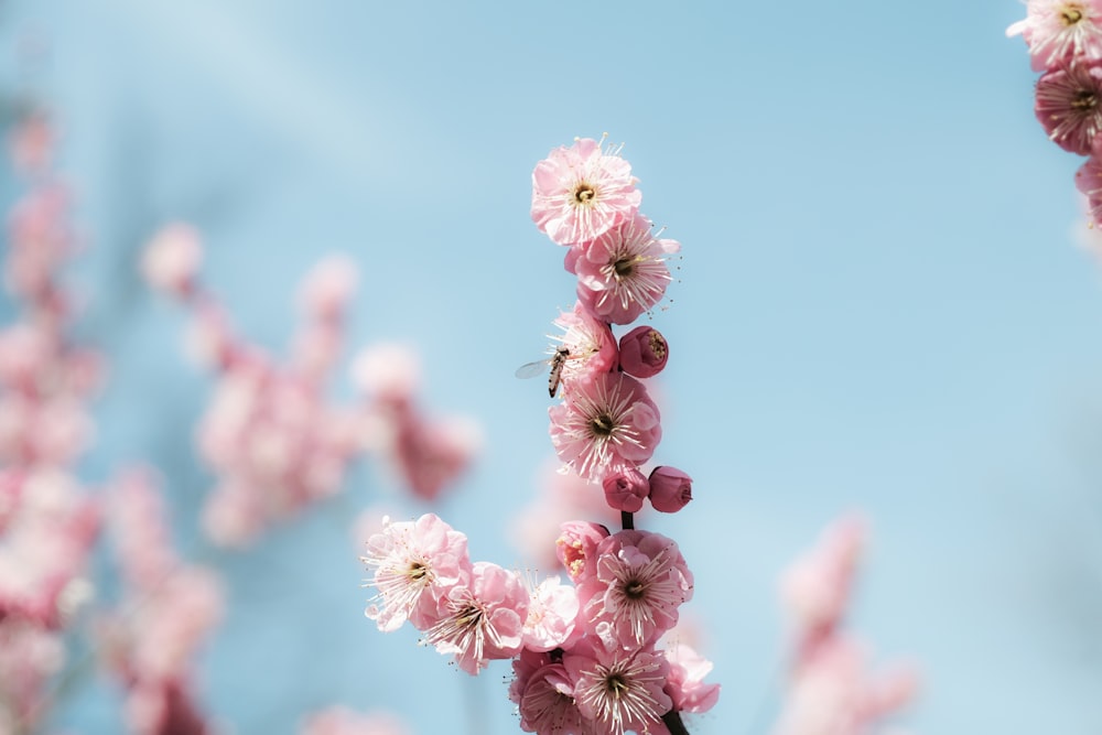 pink and white cherry blossom in close up photography