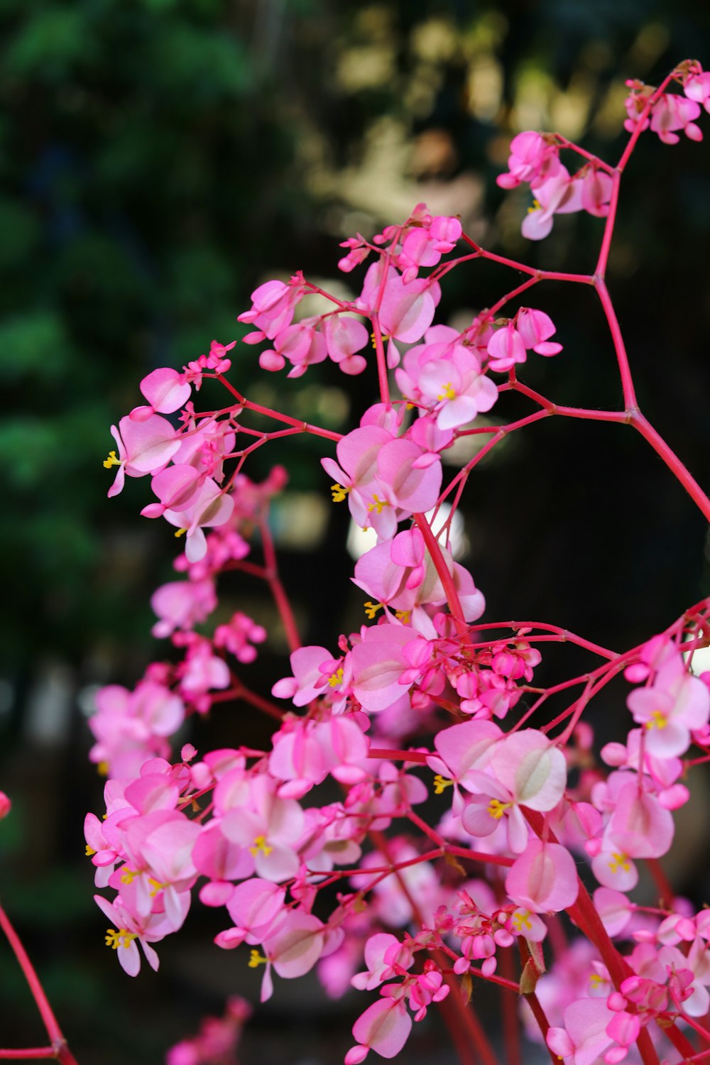 pink and white flowers in tilt shift lens